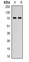PPP1R15A antibody