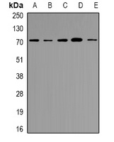 NRG1 antibody