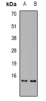 RPA3 antibody