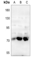 Anti-CD62P Antibody