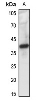 FPR1 antibody