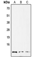 GNG12 antibody