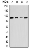 ERF (Phospho-T526) antibody