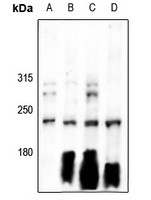 Anti-Separase Antibody