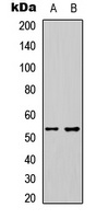 Anti-ETS1 Antibody