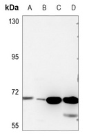 FAM117B antibody