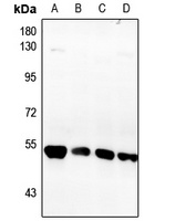 FBLN5 antibody