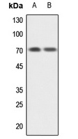 GBP1 antibody