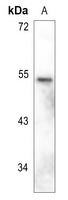 Anti-GFAP Antibody