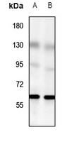 GPR56 antibody