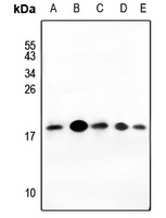 Anti-Histone H2A.X Antibody