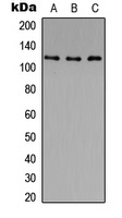 Anti-Histone Deacetylase 5/9 (Phospho-S259/220) Antibody