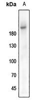 IGF1R (Phospho-Y1161) antibody