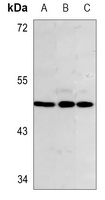 Anti-Inhibin beta B Antibody