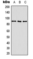 ITGB1 (Phospho-T789) antibody