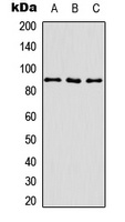 Anti-CD29 (Phospho-T789) Antibody