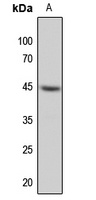 MAP2K1 antibody