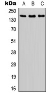 MAP3K5 (Phospho-S966) antibody