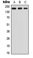 Anti-TRAP220 (Phospho-T1457) Antibody