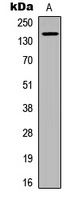 MST1R (Phospho-S1394) antibody