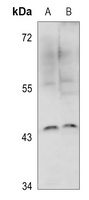 NFKBIE antibody