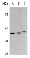 O3FAR1 antibody