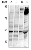 OPRD1 (Phospho-S363) antibody