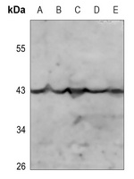 OPRK1 (Phospho-S369) antibody