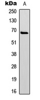 PXN (Phospho-Y31) antibody