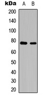 Anti-c-Rel (Phospho-S503) Antibody