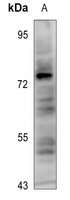 YAP1 (Phospho-S127) antibody