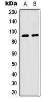 RPS6KA5 (Phospho-S376) antibody