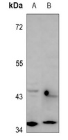 RRAGA antibody