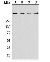 Anti-Ryanodine Receptor 2 Antibody