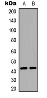 S1PR1 (Phospho-T236) antibody