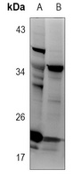 alpha Synuclein antibody