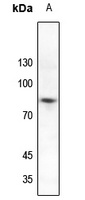 SP1 (Phospho-T739) antibody