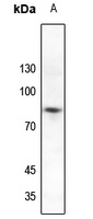 Anti-SP1 (Phospho-T739) Antibody