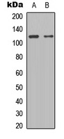 STAT2 antibody