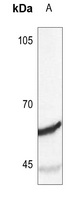 Anti-Synaptotagmin Antibody