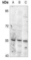 TH (Phospho-S19) antibody