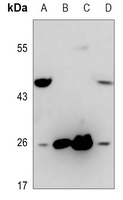 TNFSF8 antibody