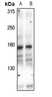 UBR1 antibody