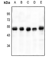 VASP (Phospho-S238) antibody