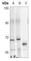 WAS (Phospho-Y290) antibody