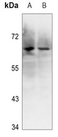 XRCC6 (Phospho-S5) antibody