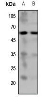 HTR7 antibody