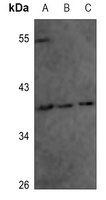 ANXA1 (Phospho-Y21) antibody