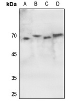 Anti-ATF2 (Phospho-S62) Antibody