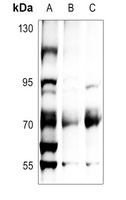 ATF2 (Phospho-T71) antibody